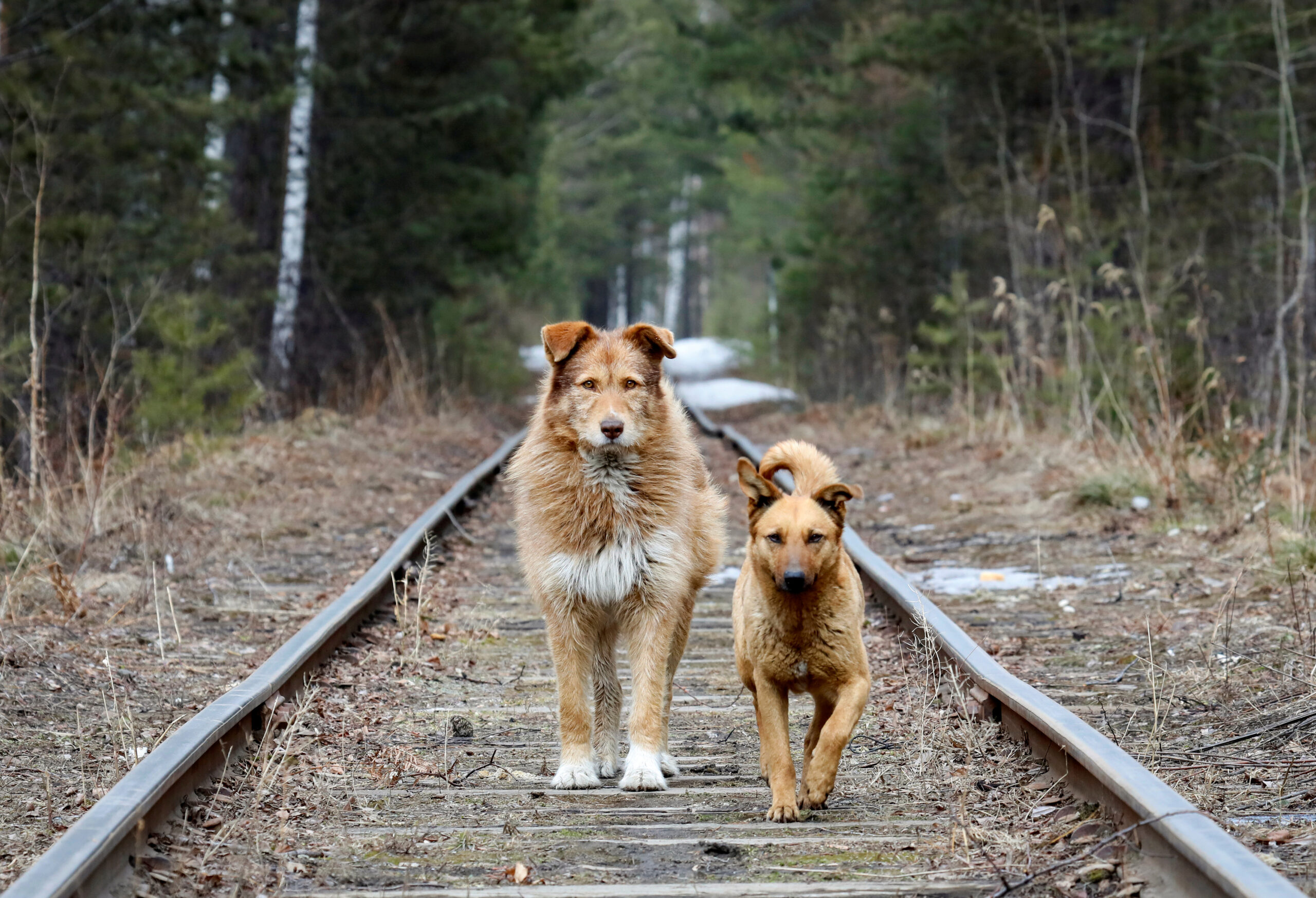 Stray dogs walk along a railway located in the Siberian Taiga forest near Krasnoyarsk