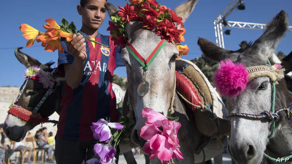 MOROCCO-ANIMAL-FESTIVAL