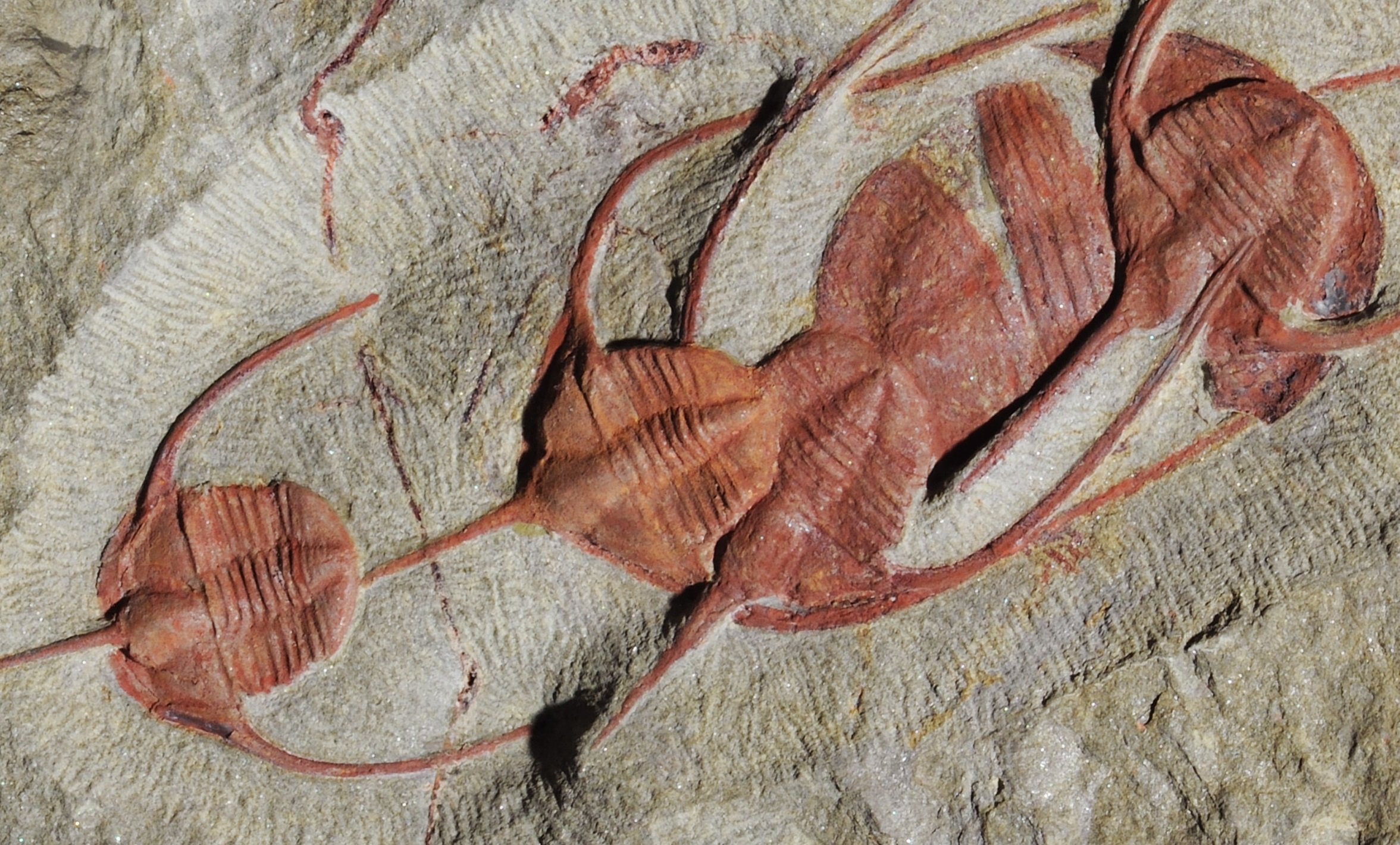 Germany Trilobites