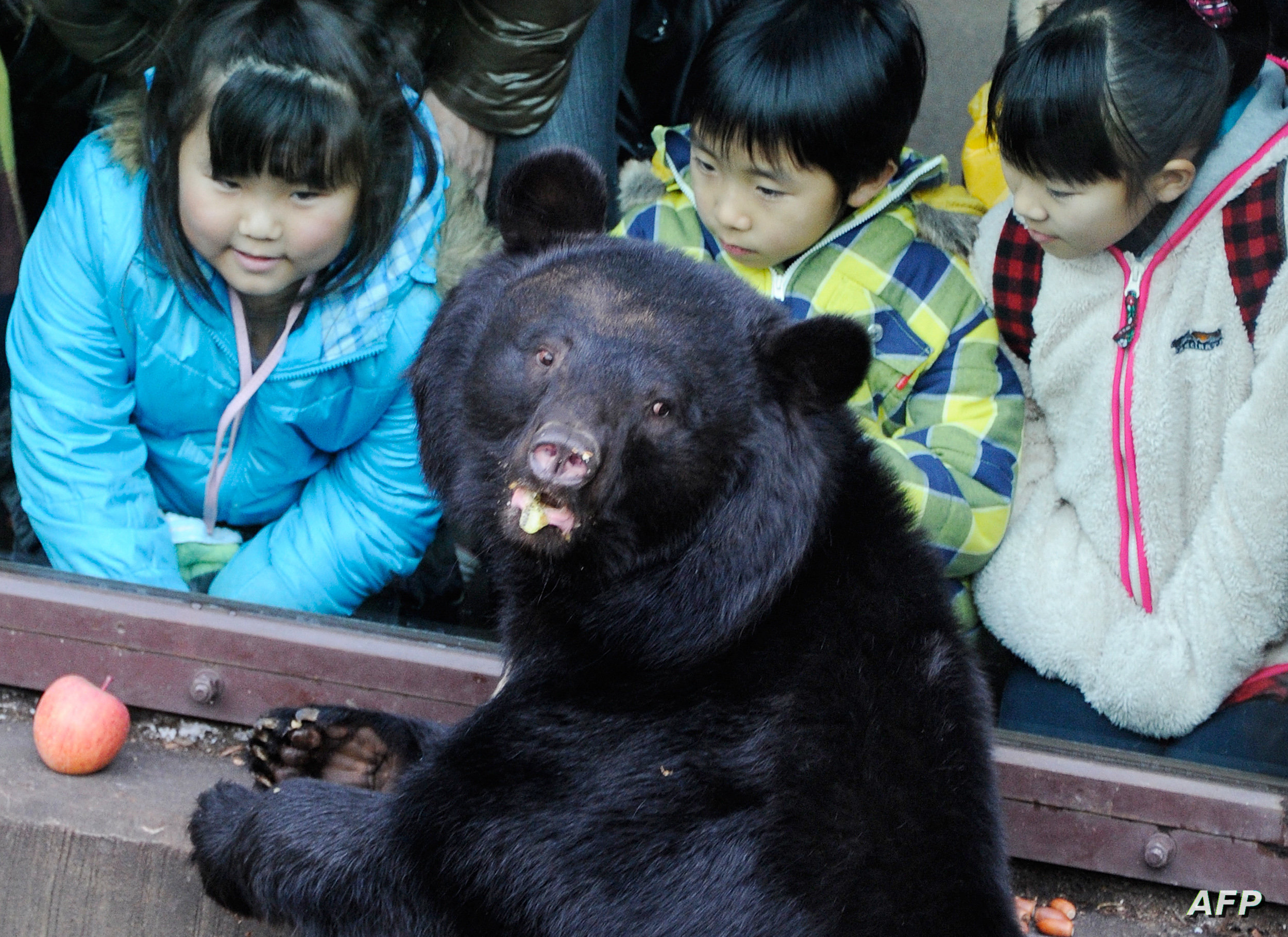 JAPAN-ANIMAL-ZOO-BEAR